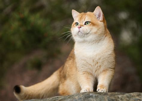 野猫进家什么意思|俗话说野猫进家里不走是什么预兆